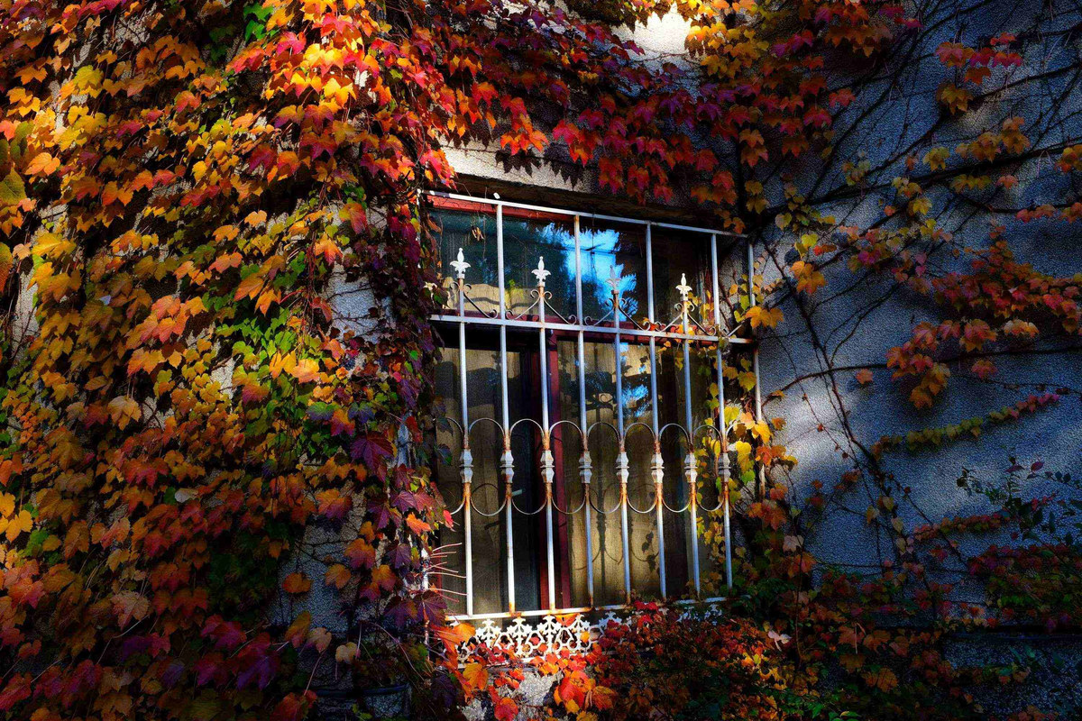 Harbin Medical University — Campus in autumn
